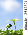 大豆の発芽