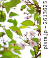 葉桜