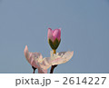 造花の蕾