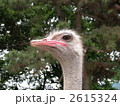 素材ナンバー 2615324 : 「ダチョウの顔」