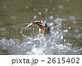 魚を獲ったカワセミ