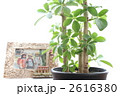 想い出の写真と観葉植物