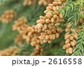 花粉