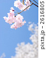 紅枝垂れ桜の花のアップ