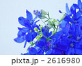 デルフィニウム