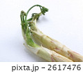 山ウド