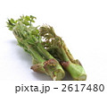 タラの芽
