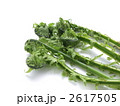 コゴミ