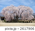 杵原学校の春