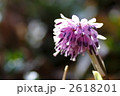 スプリング・エフェメラル