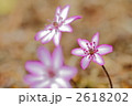 スプリング・エフェメラル
