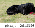 寝てる犬