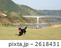 ディクス遊びする犬