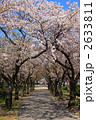桜之宮公園の桜並木