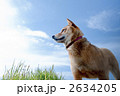 柴犬