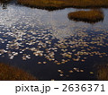 尾瀬の池塘に浮かぶヒツジグサ（利根郡片品村／群馬県）