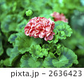 63660