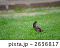 ムクドリ