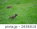 椋鳥
