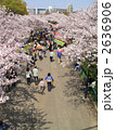 桜之宮公園の桜並木