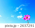 素材ナンバー 2637291 : 「秋の空に一輪のコスモス」