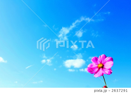 秋の空に一輪のコスモス 秋の空に一輪のコスモス