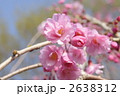 ヤエベニシダレ