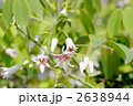 ムベの花