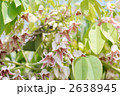 ムベの花
