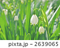 スズランスイセンの花