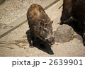いのしし
