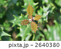 ヒイラギ_ひいらぎ_柊