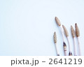 つくし