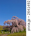 三春の滝桜
