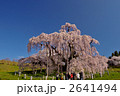 三春の滝桜