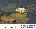 2642335