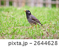 椋鳥