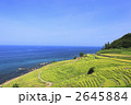 白米千枚田