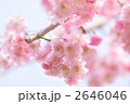 2646046