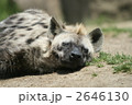 ブチハイエナ