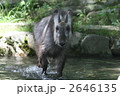 ニホンカモシカ