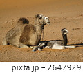 サハラ砂漠