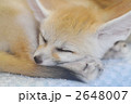 フェネック　03