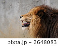 ライオン　５