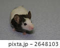 素材ナンバー 2648103 : 「パンダマウス」