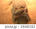 素材ナンバー 2648182 : 「フトアゴヒゲトカゲ」