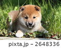 柴犬の子犬