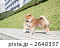 柴犬の子犬
