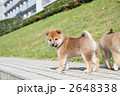 柴犬の子犬