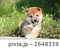 柴犬の子犬